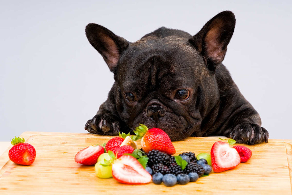 Natural Foods for Dogs: What's Safe and What's Not - Verter Pets