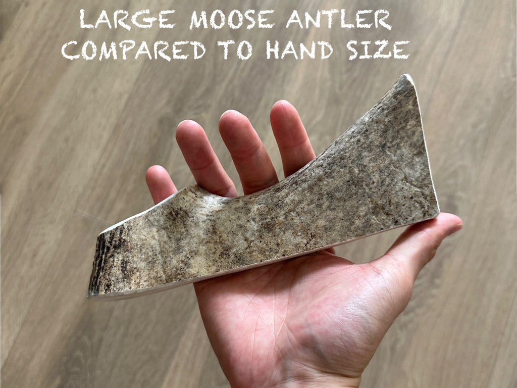 Moose Chews - Long-Lasting, Packed with Nutrients & 100% Natural and Organic. - Verter Pets - Bite, Bone, Brush