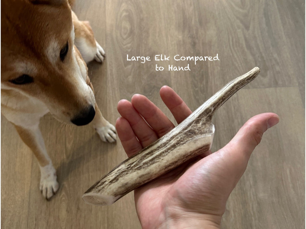 Deer Whole Chews - Completely Natural, Organic, Enriched with Nutrients, and Long-Lasting - Verter Pets - Bite, Bone, Brush