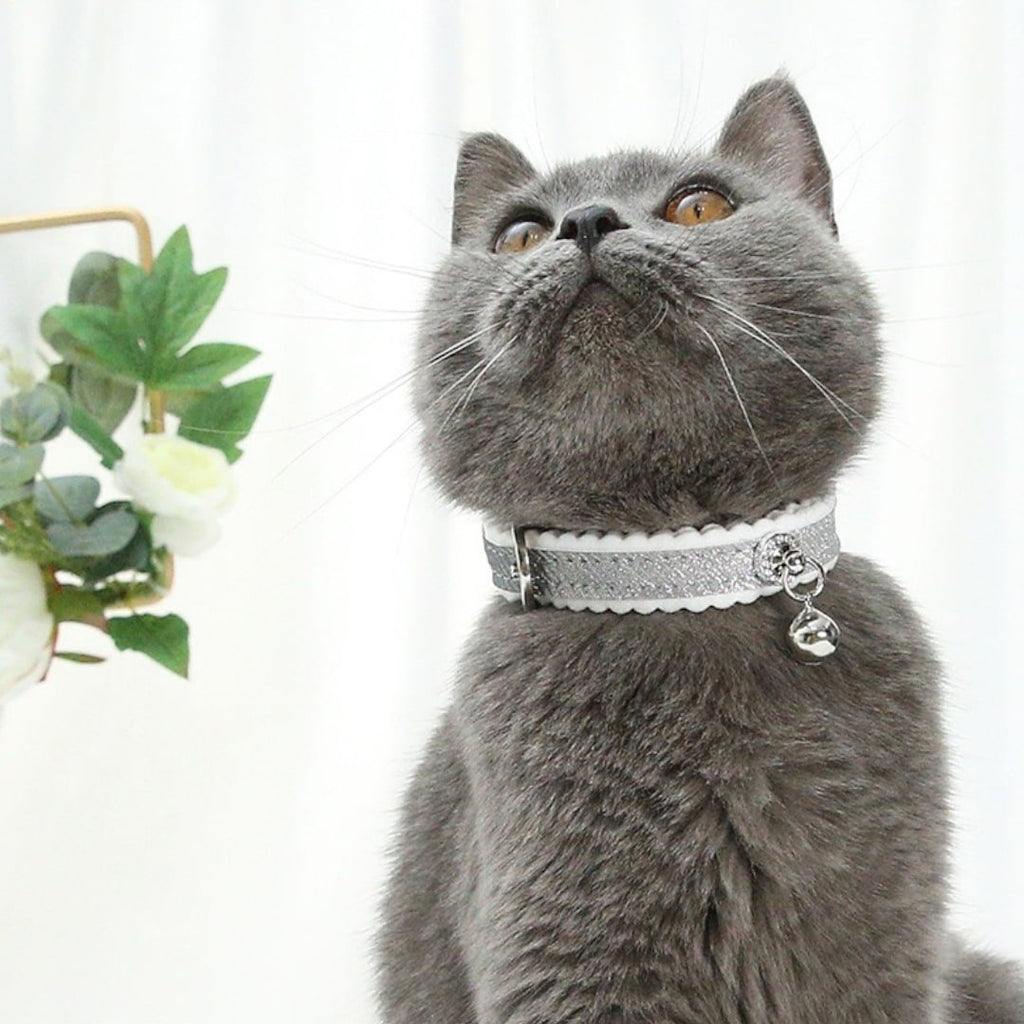 Precious PU Collar For Cats and Small Dogs - Verter Pets - Collars, Leather, Luxurious