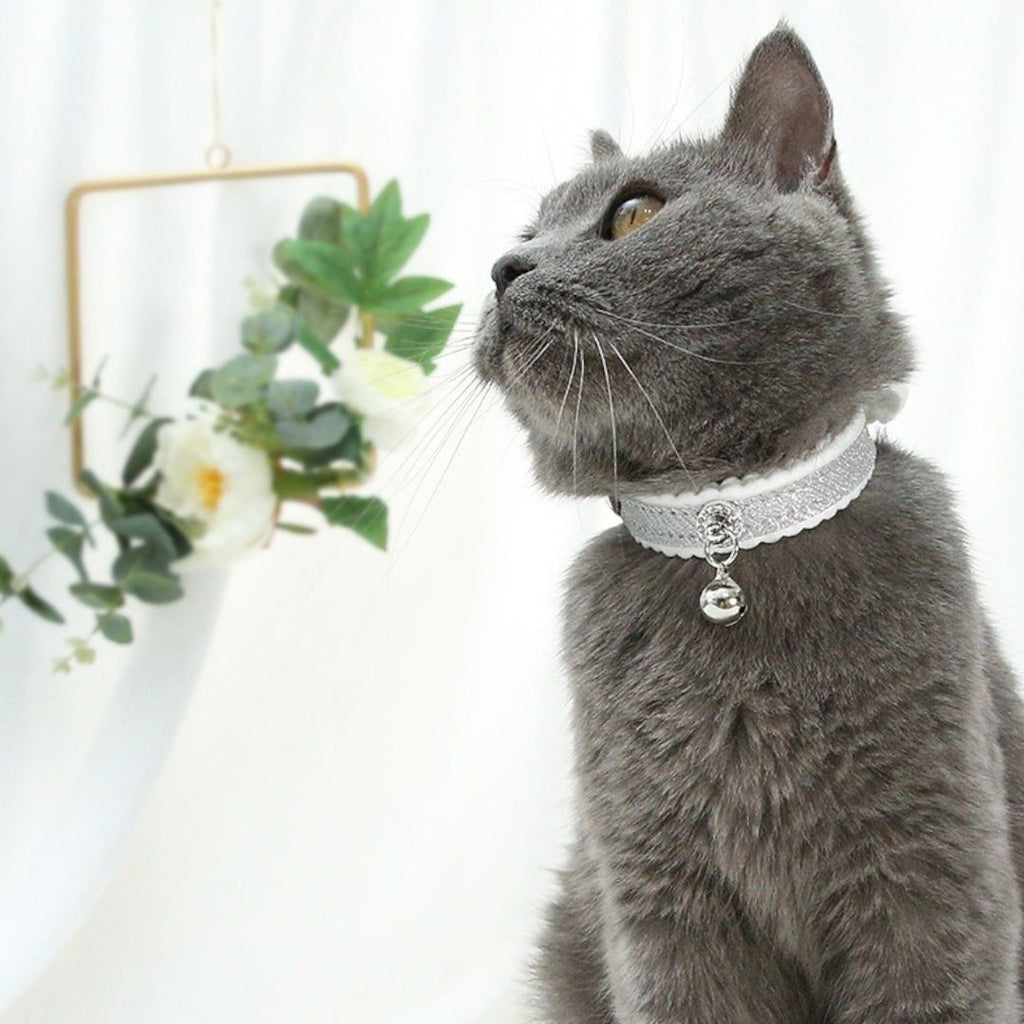 Precious PU Collar For Cats and Small Dogs - Verter Pets - Collars, Leather, Luxurious